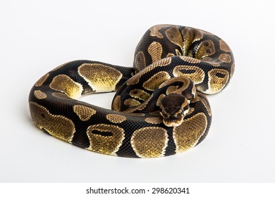 7,864 Ball python Images, Stock Photos & Vectors | Shutterstock