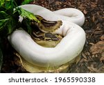 Royal python.
It is a non-venomous snake common in Africa.