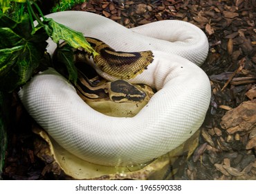Royal Python it Nonvenomous Snake Common Stock Photo 1965590338 ...