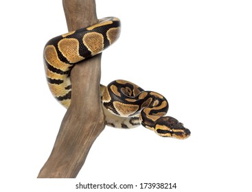 Royal python on a branch, Python regius, isolated on white