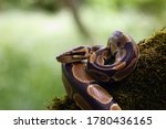 The Royal python (Python regius), also called the ball python lying twisted on a dry branch with a green background.Small African python in the forest.