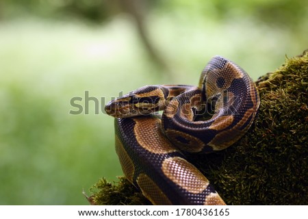 The Royal python (Python regius), also called the ball python lying twisted on a dry branch with a green background.Small African python in the forest.