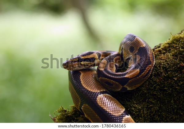 The Royal python (Python regius),\
also called the ball python lying twisted on a dry branch with a\
green background.Small African python in the\
forest.
