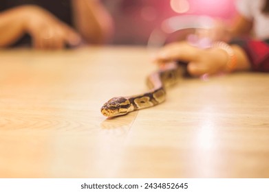 The royal python (Python regius) is a non-venomous snake from the genus of true pythons, common in Africa.