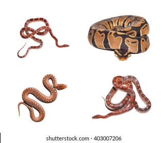 Royal Python Python Regius Red Exotic Stock Photo 403007206 | Shutterstock