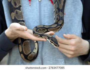 Royal python snake being held in hands