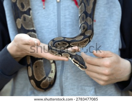 Royal python snake being held in hands