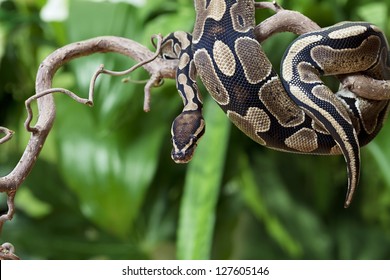 Royal Python snake creeping on a wooden branch