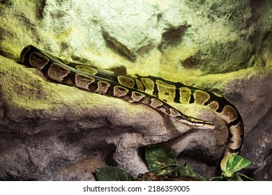 Royal python snake. Reptile and reptiles. Amphibian and Amphibians. Tropical fauna. Wildlife and zoology. Nature and animal photography.