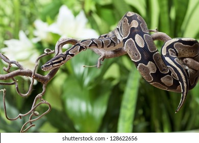 Royal Python Snake Rested On A Wooden Branch