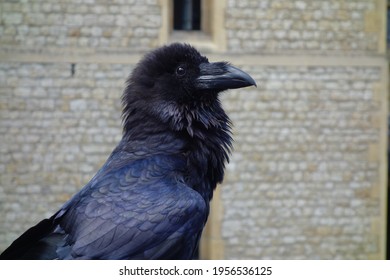 Royal Ravens At Tower Bridge Beautiful Jet Black Crows