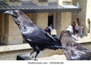 Royal Ravens At Tower Bridge Beautiful Jet Black Crows