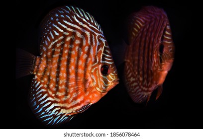 Royal Red Discus - (Symphysodon Sp.)