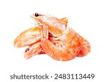 Royal Red shrimp - Royal red shrimp are salty-sweet and one of the most unique harvestable species of shrimp in all of Florida.