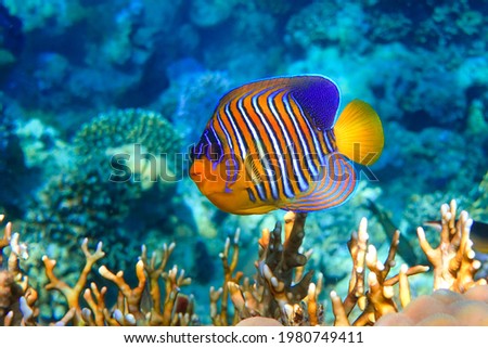  Royal or Regal Angelfish (Pygoplites diacanthus ) - red Sea                              