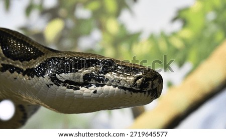 Royal reticulated python in the wild