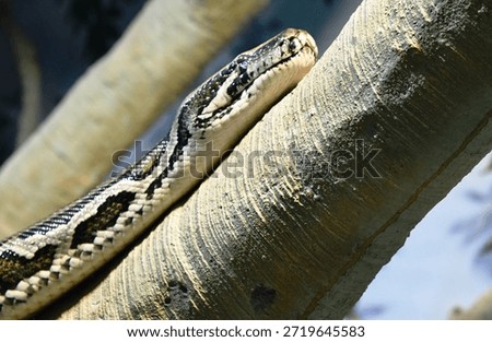 Royal reticulated python in the wild