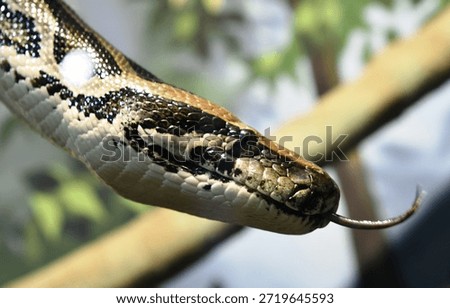Royal reticulated python in the wild