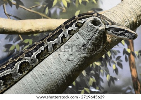 Royal reticulated python in the wild
