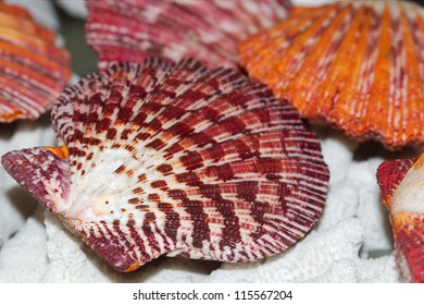 Royal Scallop Shell, Famaly Pectinida, (lat. Cryptopecten Pallium)