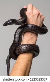 The royal serpent, Nigrita, encircles the male hand. Gray background.