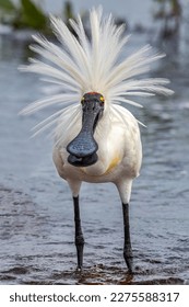 Royal Spoonbill in full plumage display