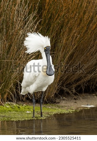 Royal Spoonbill hiding from the cold New Zealand breeze