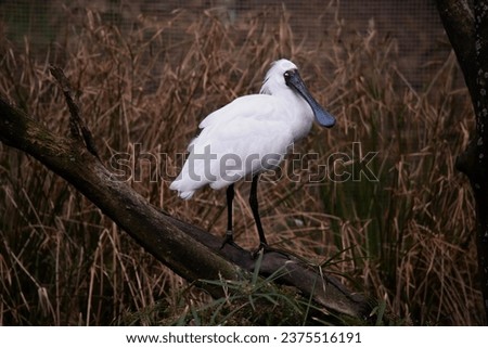 The royal spoonbill is a large white sea bird with a black bill that looks like a spoon. The royal spoonbill has yellow eyebrows and black legs