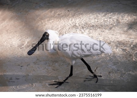 The royal spoonbill is a large white sea bird with a black bill that looks like a spoon. The royal spoonbill has yellow eyebrows and black legs