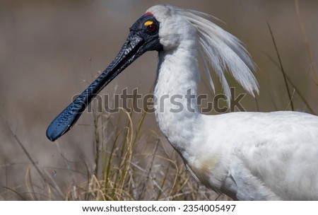 Royal Spoonbill, Platalea regia, male in matng plumage in outback Queensland Australia wetland with grass background