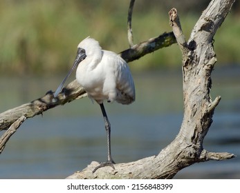 Royal Spoonbill (Platalea Regia
Threskiornithidae) Close-up Perched On One Leg Upon A  Dead Tree Branch Surrounded By Swamp With Australian Bush Background