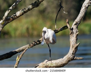 Royal Spoonbill (Platalea Regia
Threskiornithidae) Perched On One Leg Upon A  Dead Tree Branch Surrounded By Swamp With Australian Bush Background