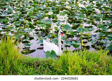 Royal Swan in Lake Morton at city center of lakeland Florida	
 - Shutterstock ID 2244328681