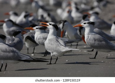 The Royal Tern