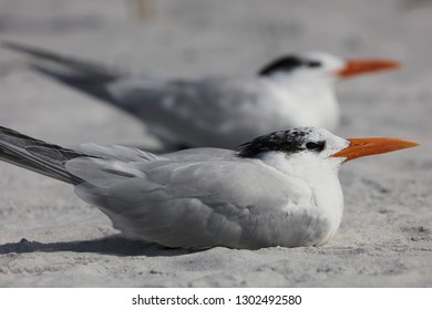 The Royal Tern