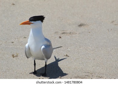 Royal Tern At Ormond Beach, Florida
