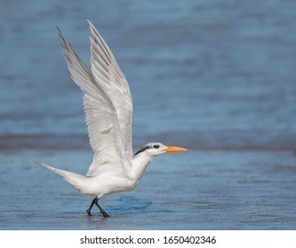 Royal Tern Taking Off On Texas Gulf Coast