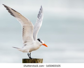 Royal Tern Taking Off On Texas Gulf Coast