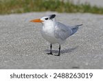 Royal Tern (Thalasseus maximus) adult in non-breeding plumage on beach

Sanibel Island, Florida     February