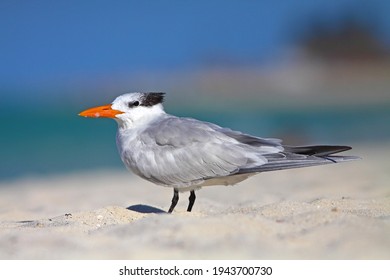 Royal tern (Thalasseus maximus) in Cayo Coco, Cuba