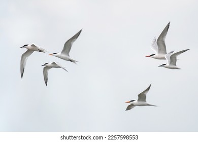 Royal terns, a sleek seabird found along warm saltwater coasts in North America, South America, and the Caribbean, in flight 