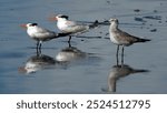 Royal terns (Thalasseus maximus) and a laughing gull (Leucophaeus atricilla) on the beach in Las Penas, Ecuador