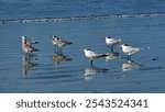 Royal terns (Thalasseus maximus) and laughing gulls (Leucophaeus atricilla) on the beach in Las Penas, Ecuador