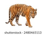 royal tiger (P. t. corbetti) isolated on white background clipping path included. The tiger is staring at its prey. Hunter concept.