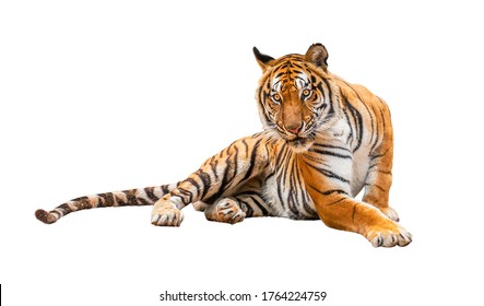 royal tiger (P. t. corbetti) isolated on white background clipping path included. The tiger is staring at its prey. Hunter concept. - Powered by Shutterstock