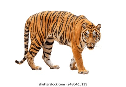 royal tiger (P. t. corbetti) isolated on white background clipping path included. The tiger is staring at its prey. Hunter concept.