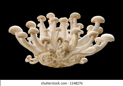 Royal Trumpet Mushroom Isolated