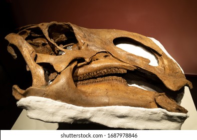 Royal Tyrrell Museum Of Palaeontology, Canada - Oct 22 2020: Giant Dinosaur Skull 