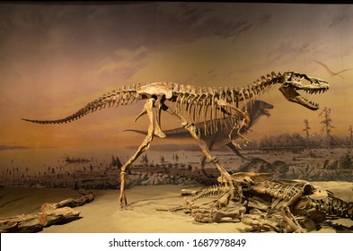 Royal Tyrrell Museum Of Palaeontology, Canada - Oct 22 2020: Skeleton Of Running Gorgosaurus At The Royal Tyrrell Museum.