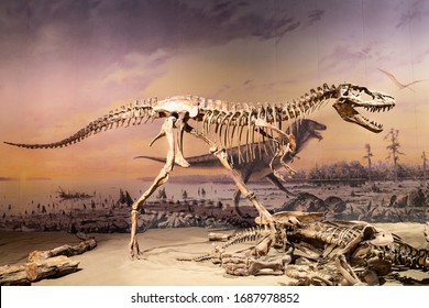 Royal Tyrrell Museum Of Palaeontology, Canada - Oct 22 2020: Skeleton Of Running Gorgosaurus At The Royal Tyrrell Museum.